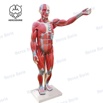 מדעי 170cm האנושי שרירים, איברים מודל, נשלף איברים ושרירים אנטומיה, כוללות הוראות
